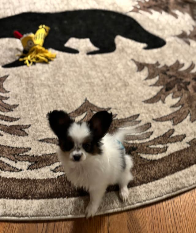 Papillon Puppies media 7