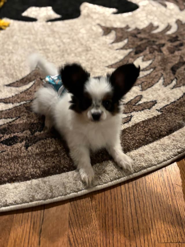 Papillon Puppies media 8