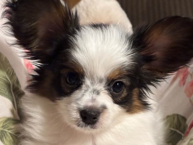 Papillon Puppies media 4