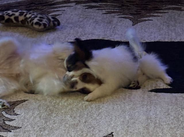 Papillon Puppies media 2