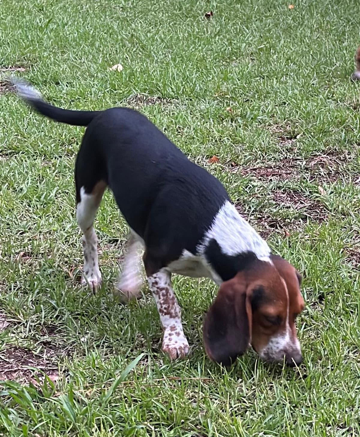 Beagle Puppies breeder image 1