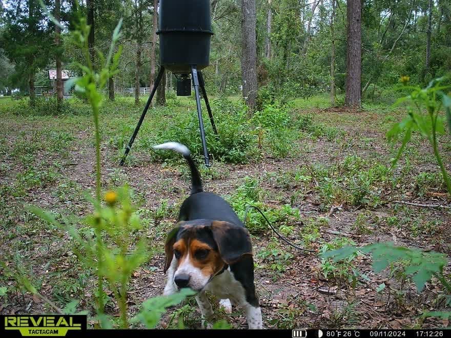 Beagle Puppies breeder image 3