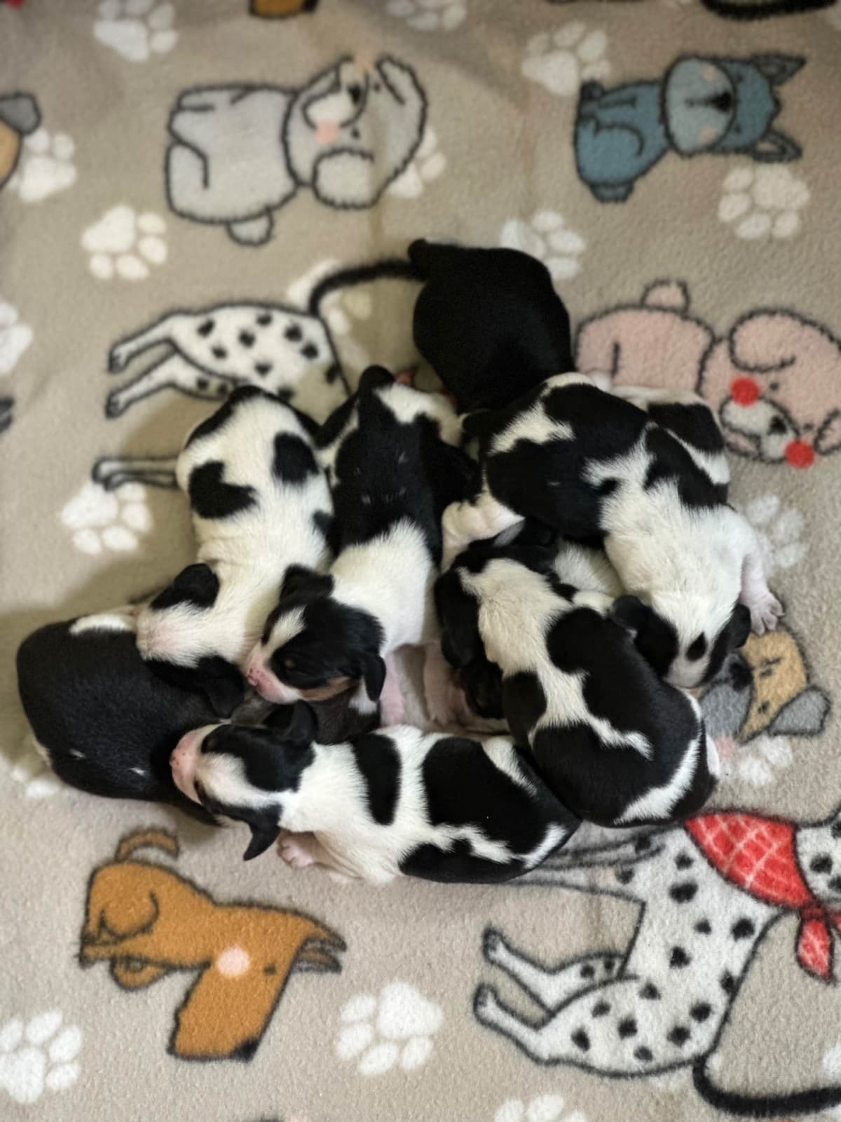 Beagle Puppies breeder image 4