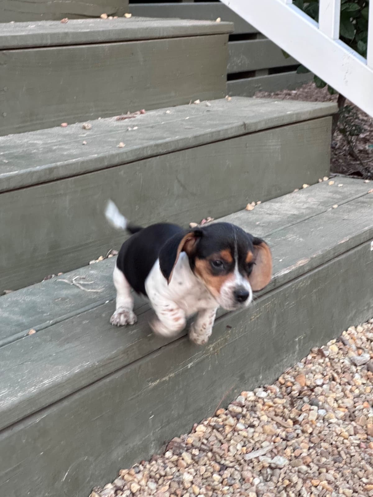 Beagle Puppies breeder image 5