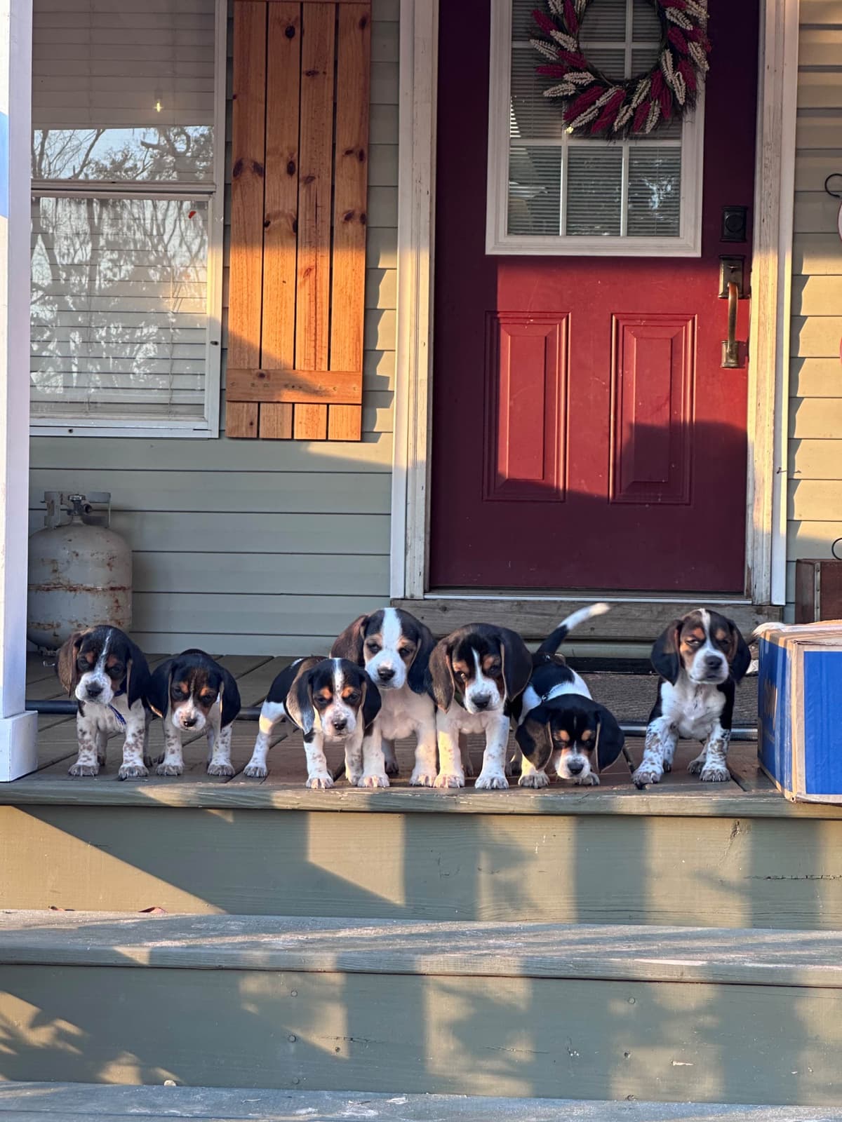 Beagle Puppies breeder image 6