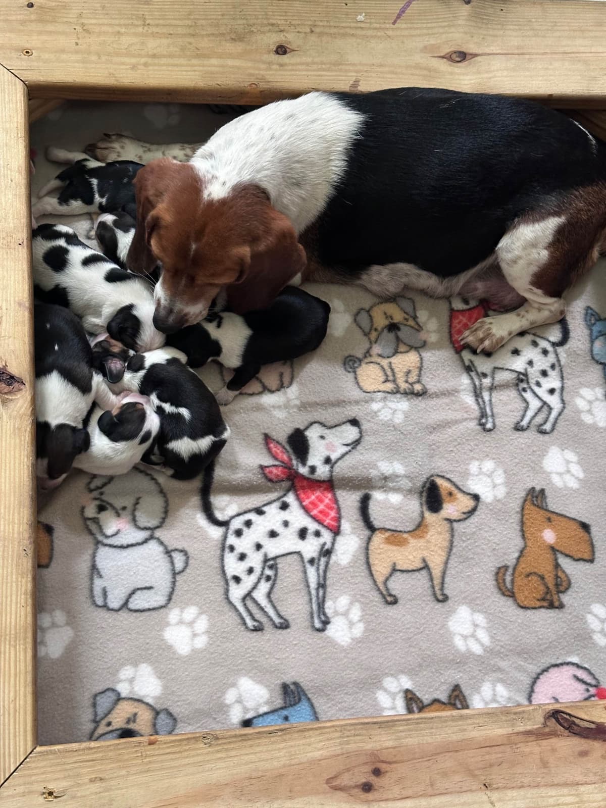Beagle Puppies breeder image 7