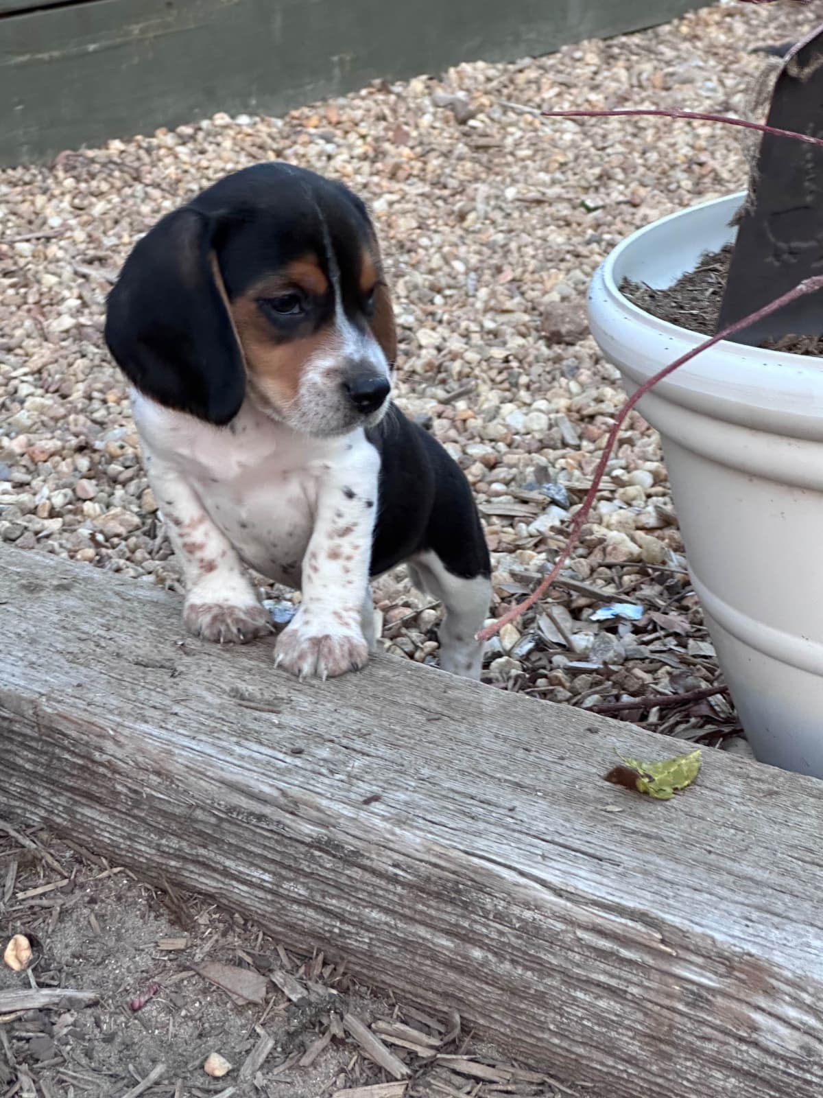 Beagle Puppies breeder image 8