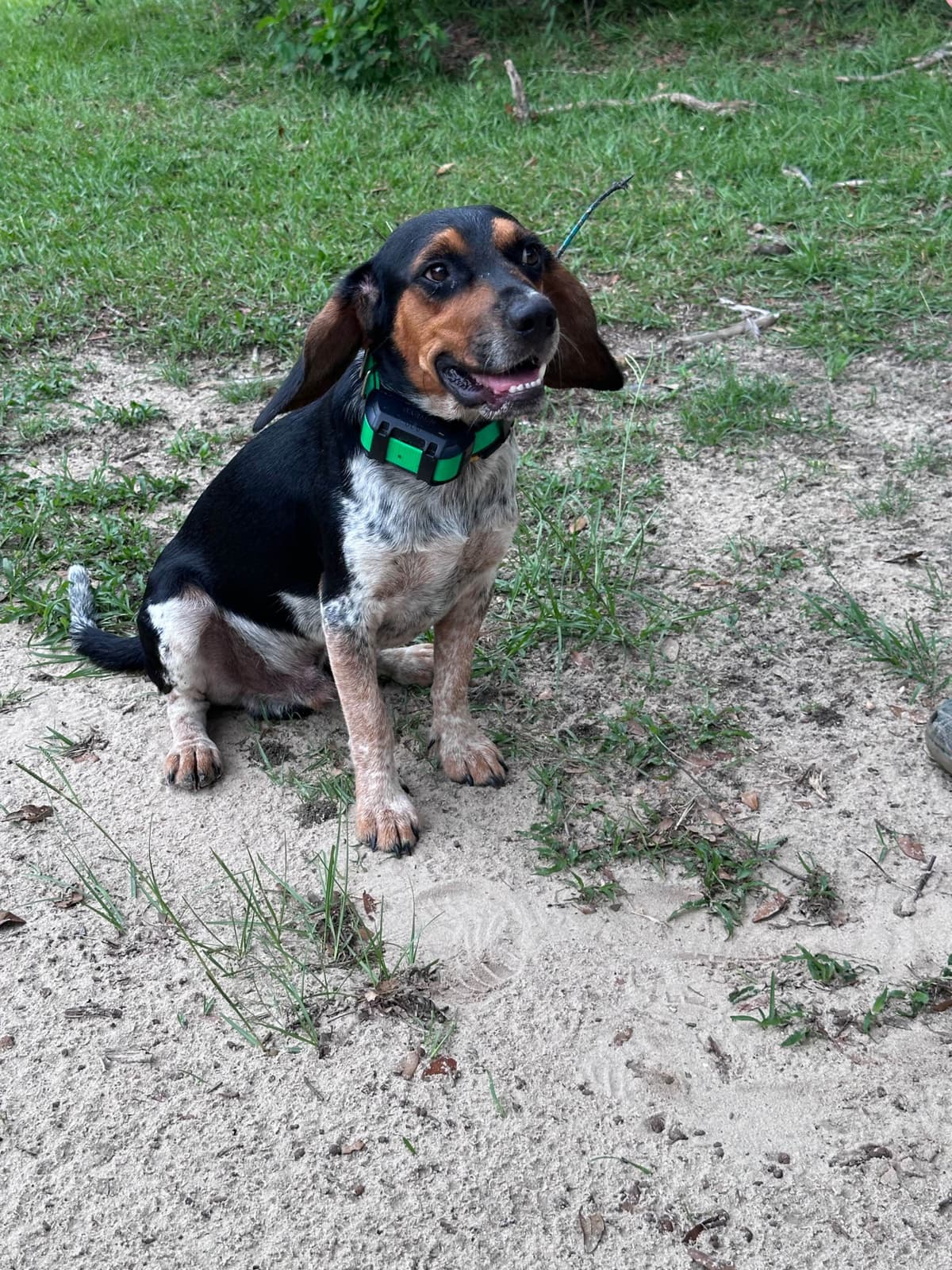 Beagle Puppies breeder image 9