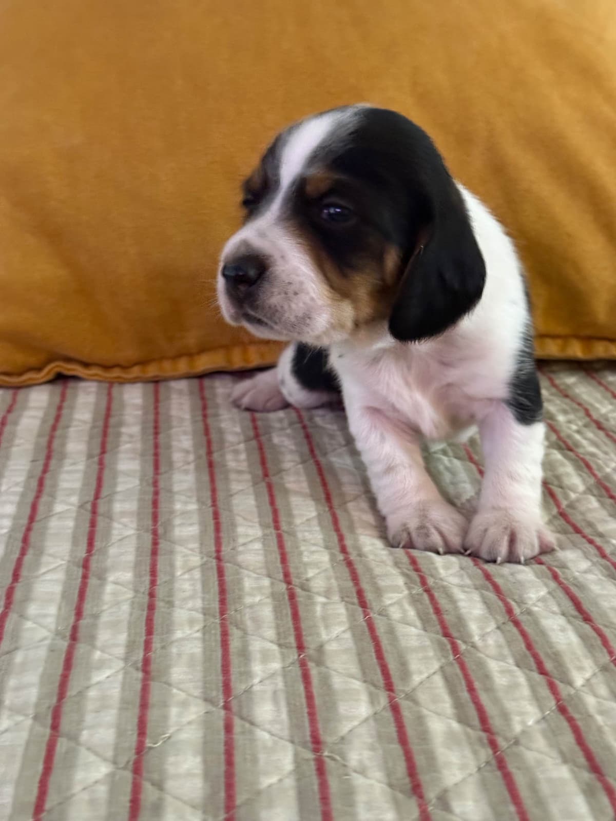 Beagle Puppies breeder image 10