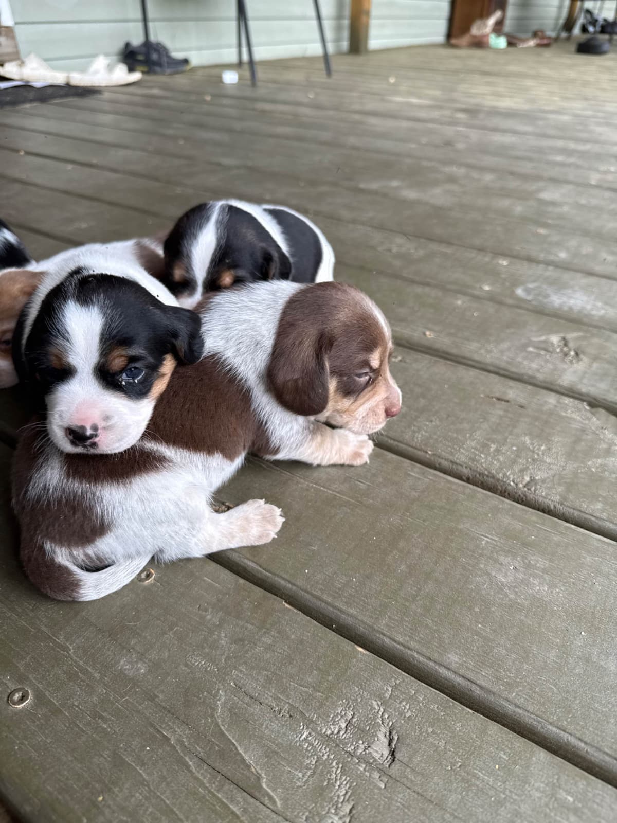 Beagle Puppies breeder image 11
