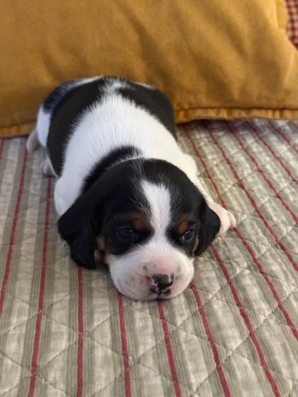 Beagle Puppies breeder image 13