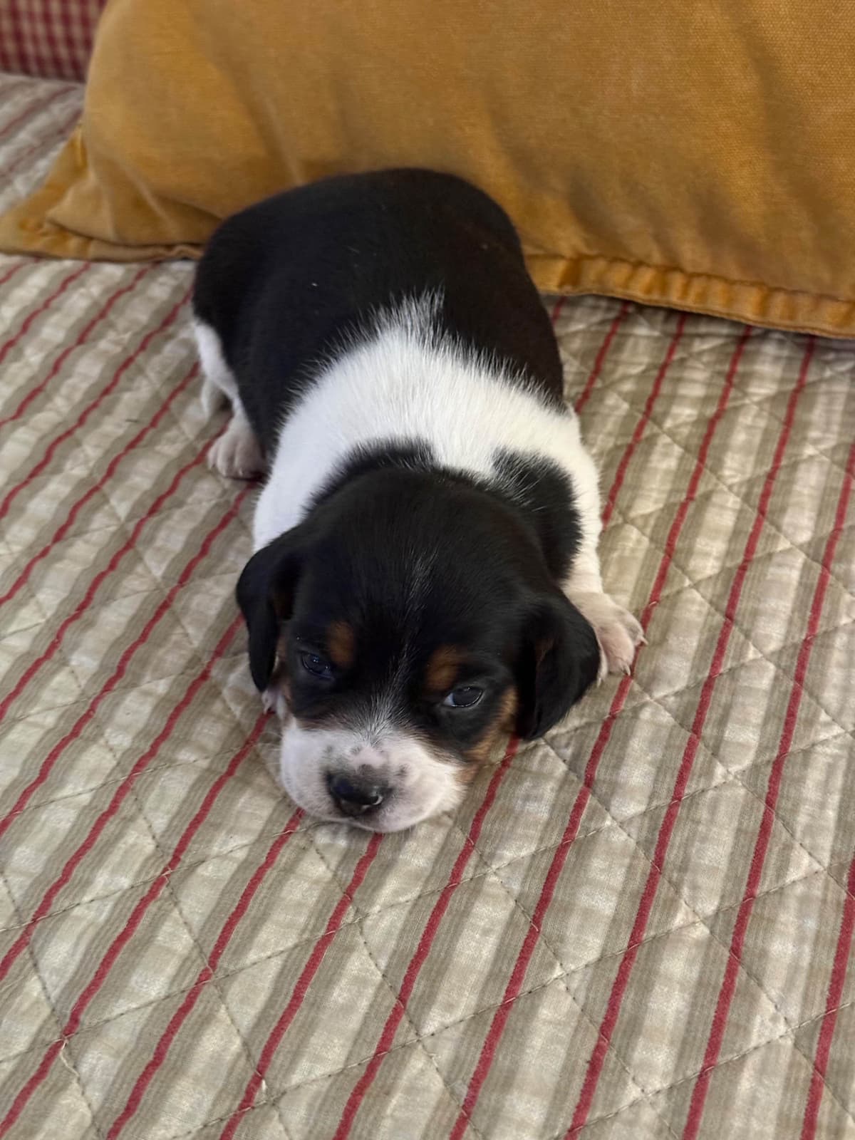 Beagle Puppies breeder image 12