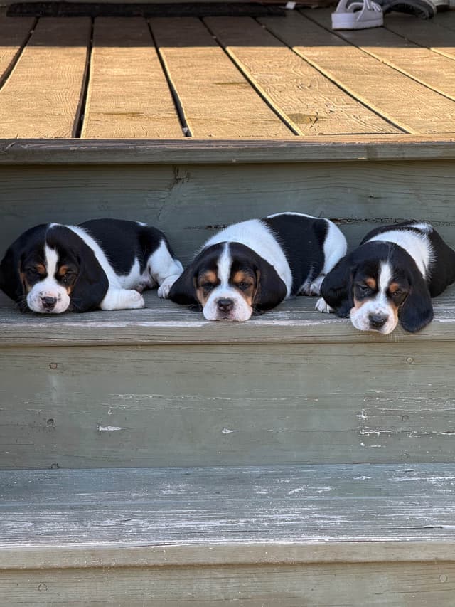 Beagle Puppies media 2