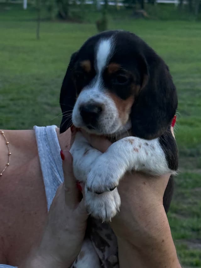 Beagle Puppies media 3