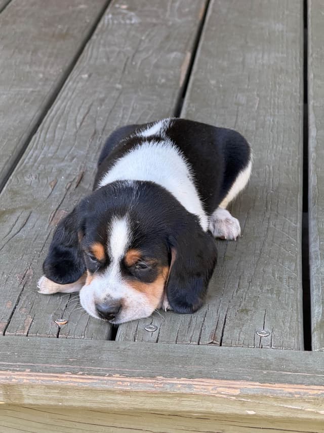 Beagle Puppies media 4