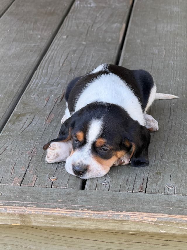 Beagle Puppies media 5