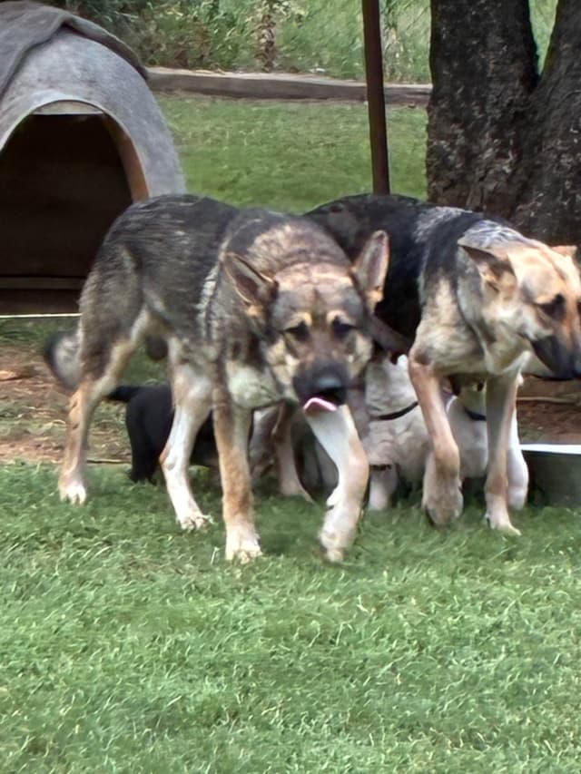 German Shepherd Dog Puppies media 18