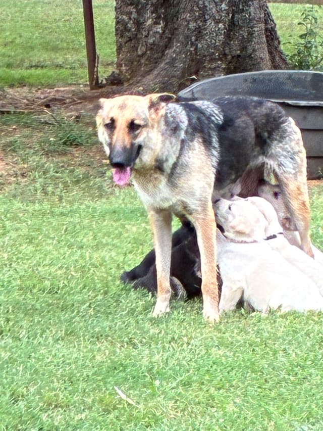 German Shepherd Dog Puppies media 22