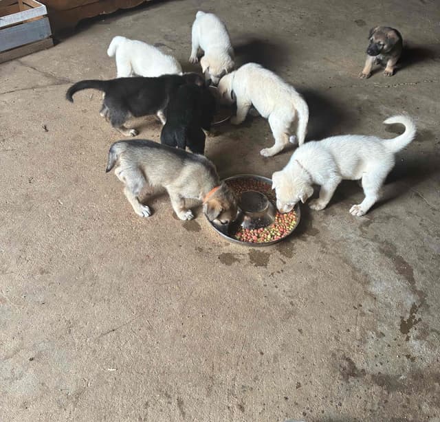 German Shepherd Dog Puppies media 17