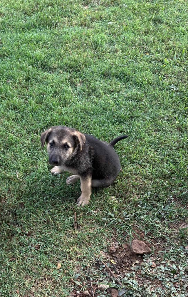 German Shepherd Dog Puppies media 20