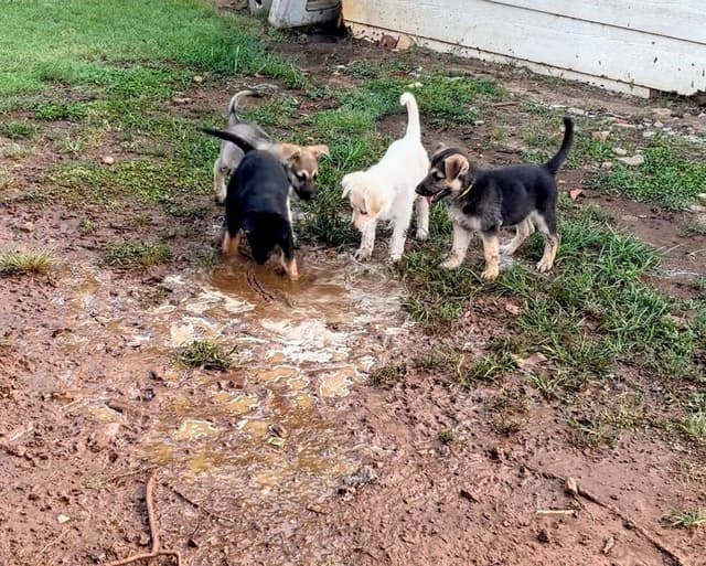 German Shepherd Dog Puppies media 15