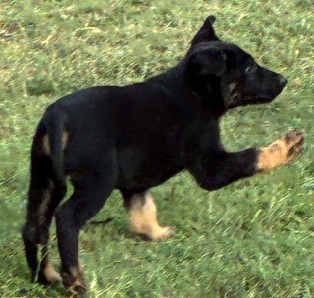 German Shepherd Dog Puppies media 11