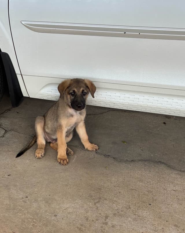 German Shepherd Dog Puppies media 13