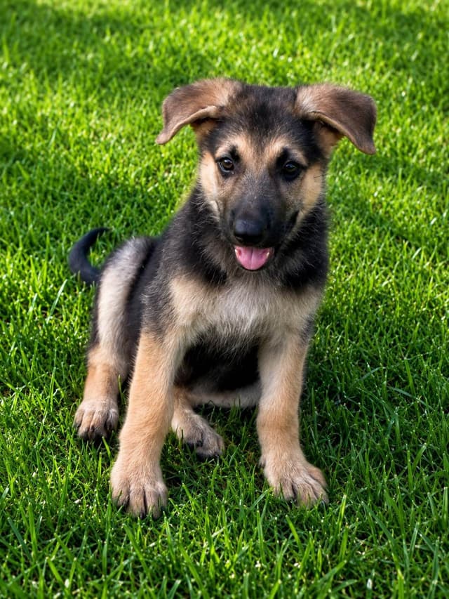 German Shepherd Dog Puppies media 12