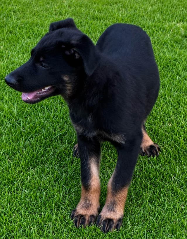 German Shepherd Dog Puppies media 5