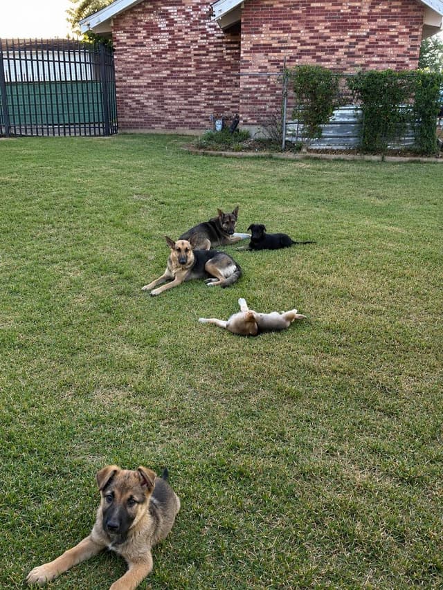 German Shepherd Dog Puppies media 23