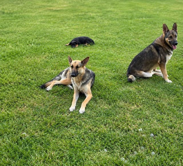 German Shepherd Dog Puppies media 24