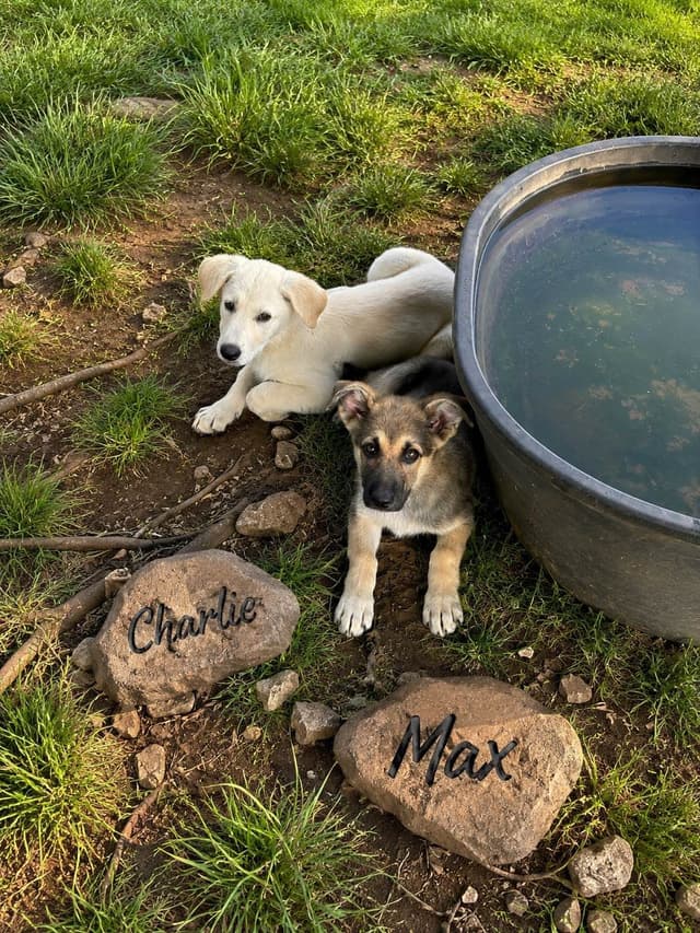 German Shepherd Dog Puppies media 6