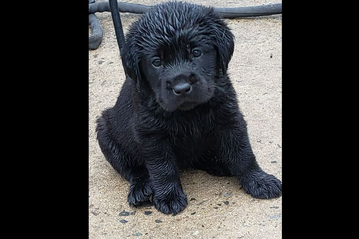 Labrador Retriever Puppies breeder image 1