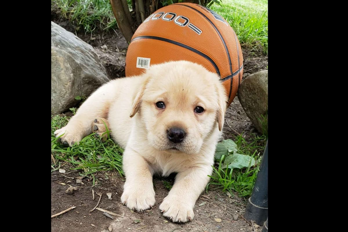 Labrador Retriever Puppies breeder image 3