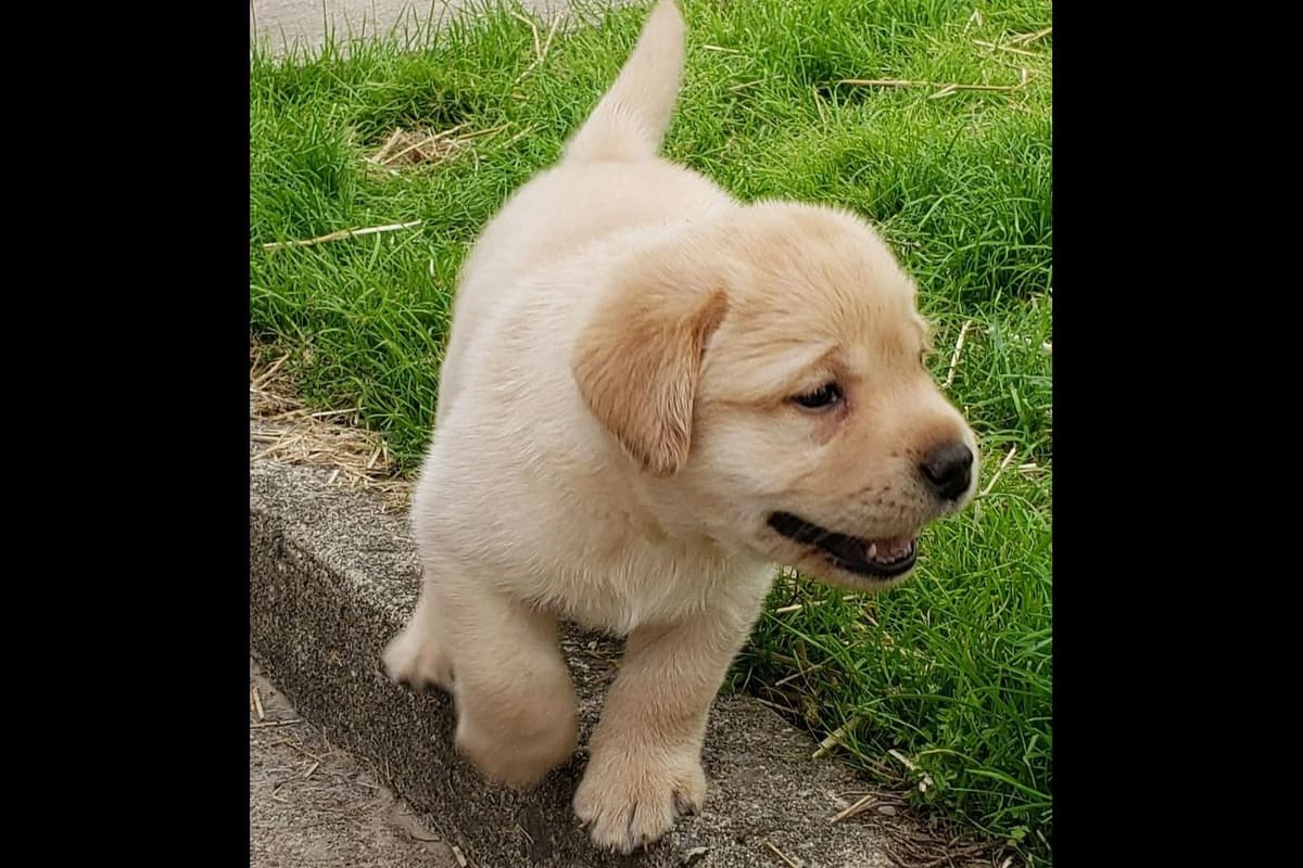Labrador Retriever Puppies breeder image 4