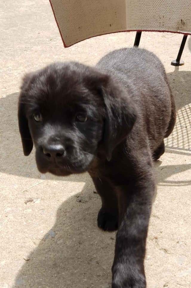 Labrador Retriever Puppies media 4