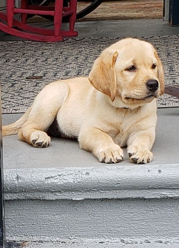 Labrador Retriever Puppies media 5