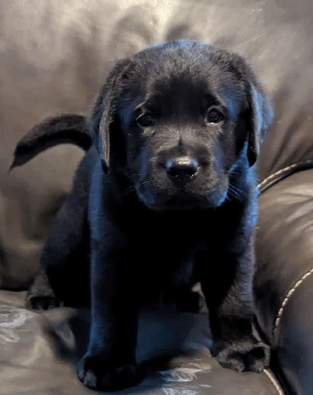 Labrador Retriever Puppies media 6