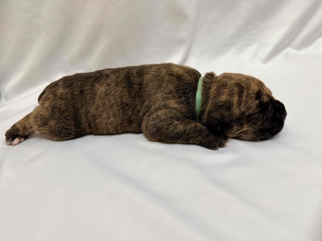 Cane Corso Puppies media 2