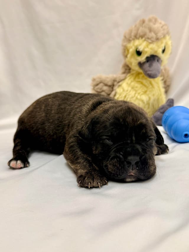 Cane Corso Puppies media 3