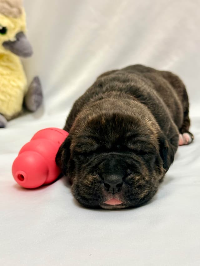 Cane Corso Puppies media 6