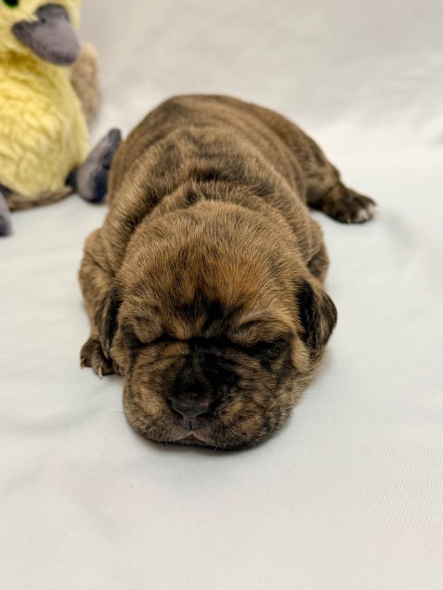 Cane Corso Puppies media 5