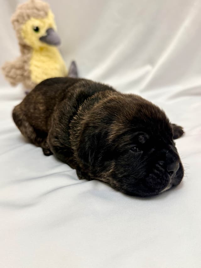 Cane Corso Puppies media 4