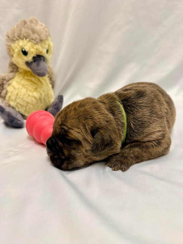 Cane Corso Puppies media 7