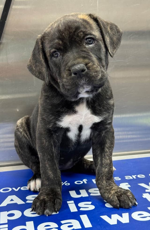 Cane Corso Puppies media 8