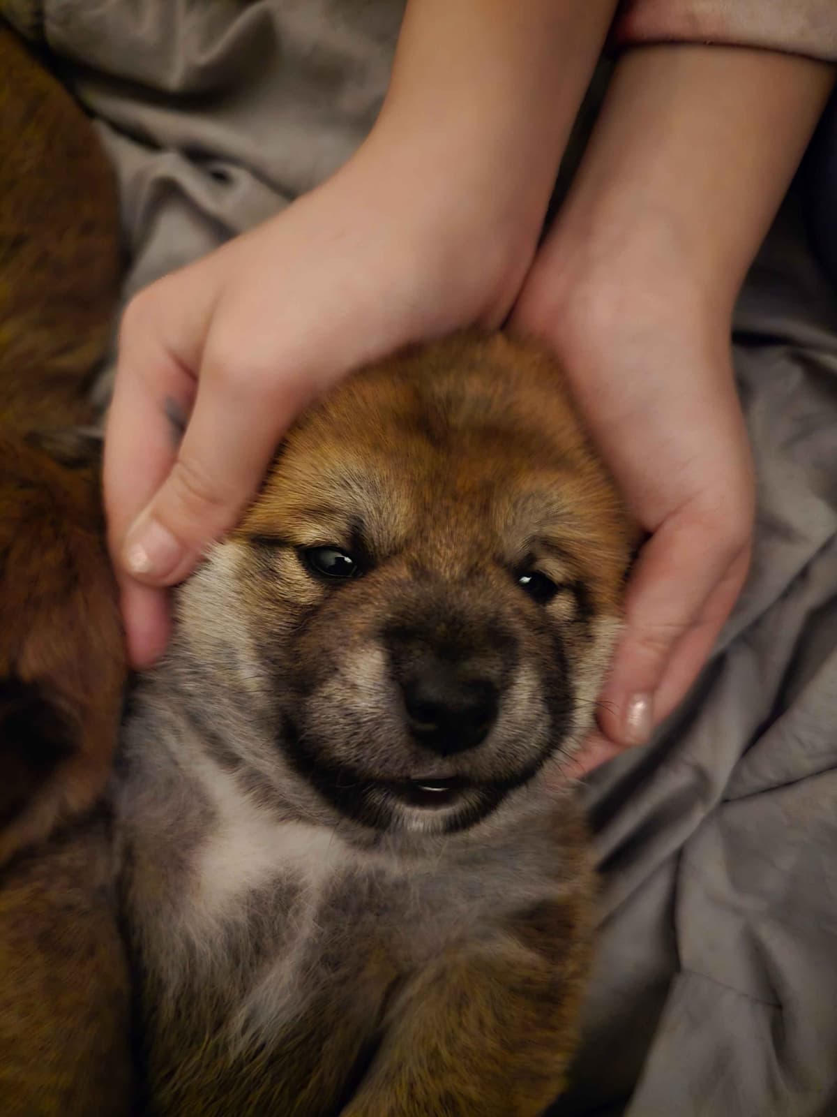 Shiba Inu Puppies breeder image 5