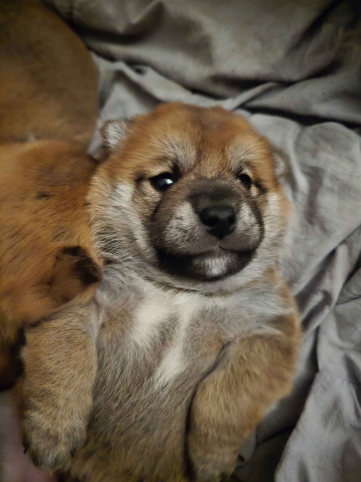 Shiba Inu Puppies breeder image 7
