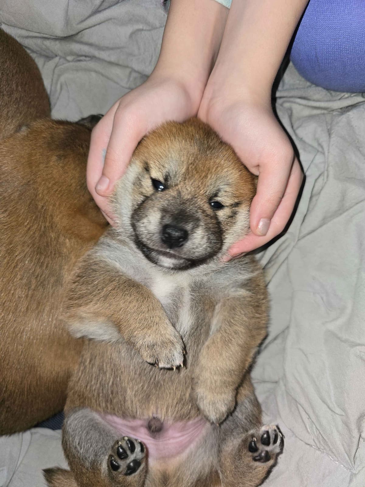Shiba Inu Puppies breeder image 6
