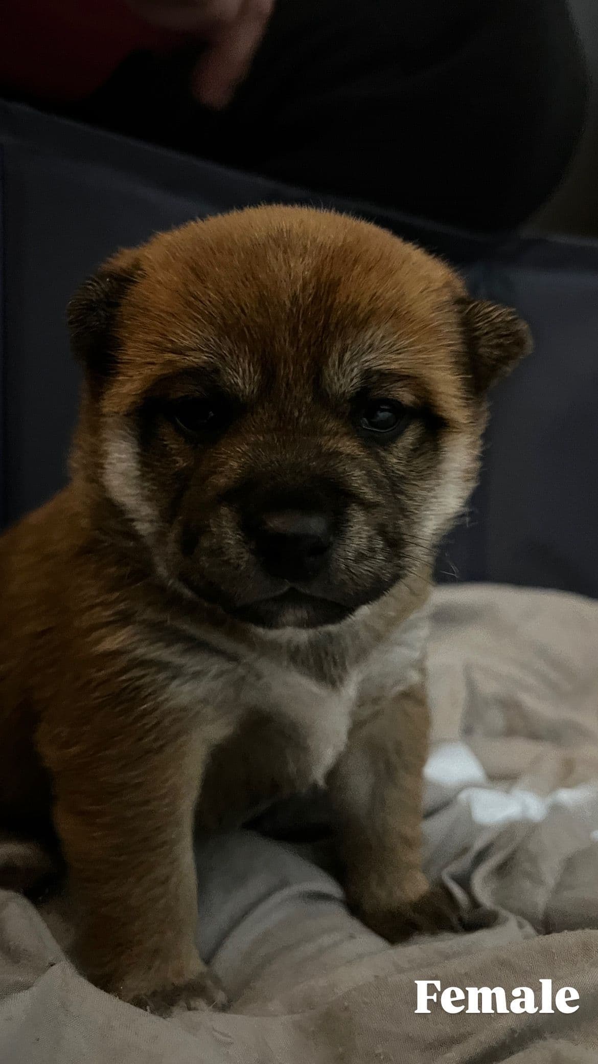 Shiba Inu Puppies breeder image 8