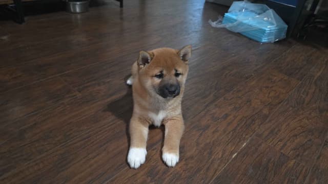 Shiba Inu Puppies media 2